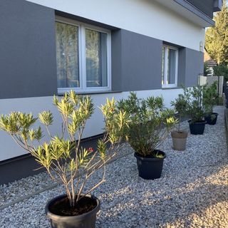 Park Vendégház Bakonyszentkirály (2)