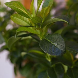 Babér Vendégház Tokaj (5)