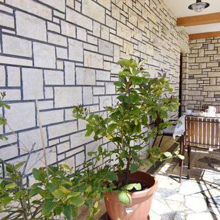 Apartmani Alex Umag (4)