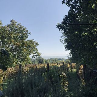 Fügéskert Balatongyörök (3)