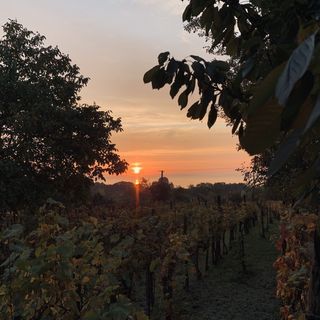 Fügéskert Balatongyörök (4)