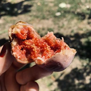 Fügéskert Balatongyörök (5)