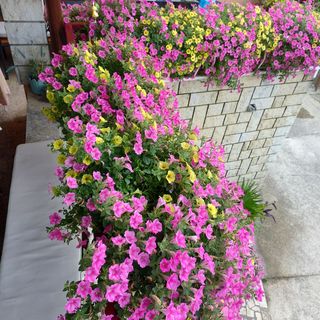 Apartments Lory Rabac (5)