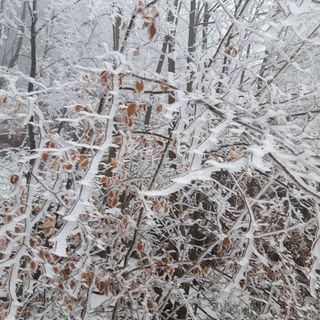 Áfonyácska Vendégház Galyatető (3)