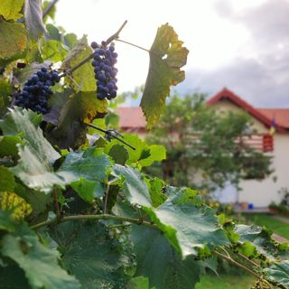 Casa Piatra Craivii Craiva (2)