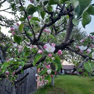 Casa de oaspeți Karácsony Izvorul Trotușului (4)