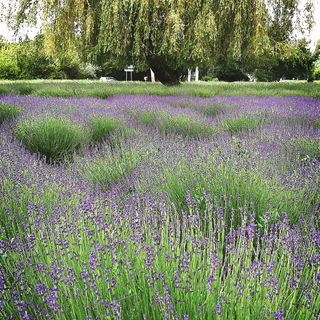 Hanga Vendégház Tihany (5)