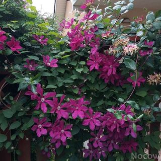 Apartament w Rewalu Rewal (2)