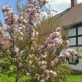 Agroturystyka Lusatia Farm Leśna Grabiszyce  (4)