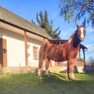 Minor Major Vendégház Somogyacsa (3)