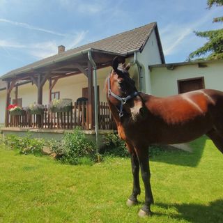 Minor Major Vendégház Somogyacsa (4)