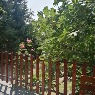 Kövirigó Vendégház Ábrahámhegy (2)