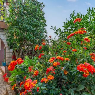 Apartman Premantura - CIA260 (4)