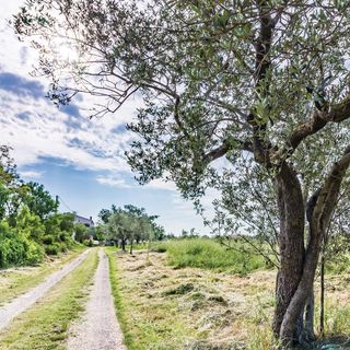 Apartman Pula - CIR258 (4)