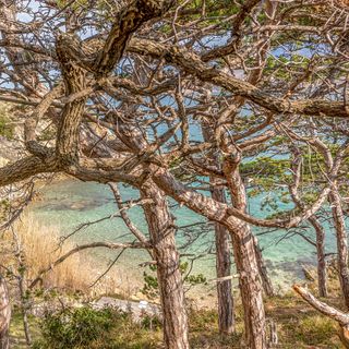 Apartman Novalja - CKP023 (3)