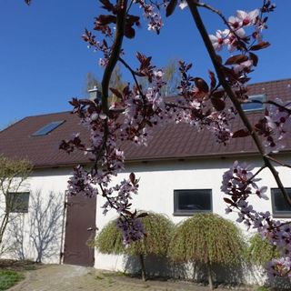 Apartament nad Gąską - Ranczo Tomaszówka (2)