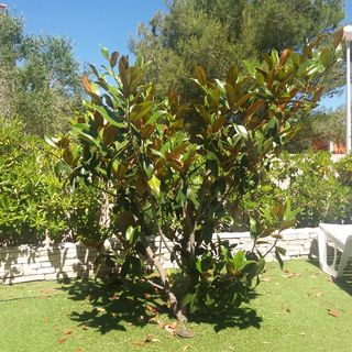 Villa Garden Vir (4)