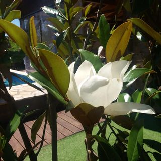 Villa Garden Vir (5)