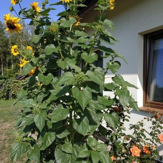 Pokoje gościnne " Przysiółek" (4)