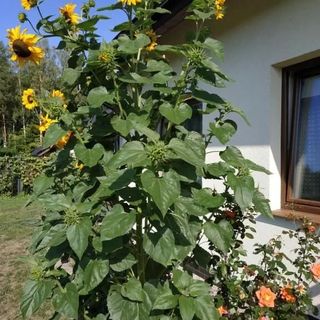 Pokoje gościnne " Przysiółek" (4)