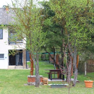 Fekete Rigó Kuckó Gyenesdiás (2)