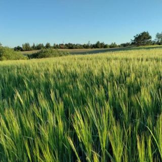 Widny Jaś Sulęczyno (4)