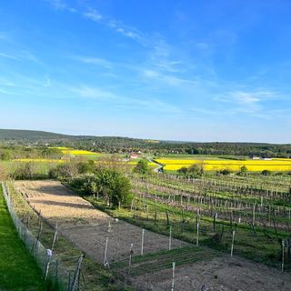 Zöld Paradicsom Vendégház Kőszegszerdahely (5)