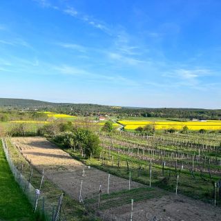 Zöld Paradicsom Vendégház Kőszegszerdahely (5)
