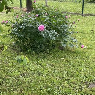 Mihók Vendégház Balatonkeresztúr (4)