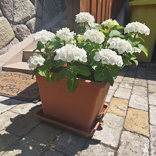 Várlak Vendégház Fonyódliget (3)