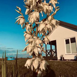 BALTICO Domki Letniskowe Sarbinowo (2)