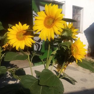 Kiskassa Vendégház Kiskassa (3)