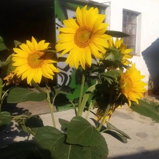 Kiskassa Vendégház Kiskassa (3)