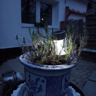 Diófa Apartman Somlószőlős (3)