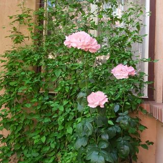 Székely Apartman Gyula (3)