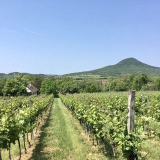 Vadrózsa Ház Badacsonytomaj (4)