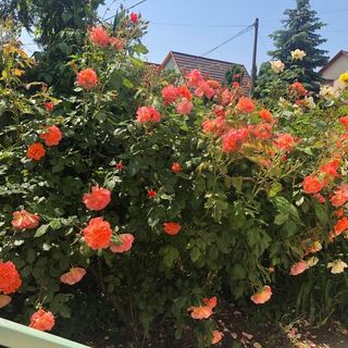 Ádám és Anett Vendégház Mezőkövesd (4)