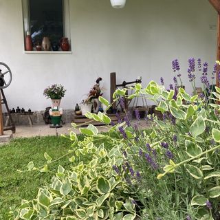 Kert Vendégház Érsekvadkert (2)