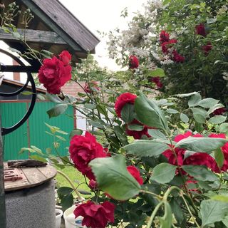 Kert Vendégház Érsekvadkert (4)