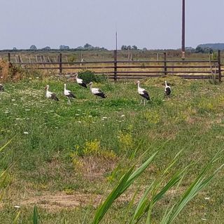 Tópart Apartman Kisköre (4)