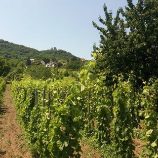 Somló Kincse Vendégház Doba (4)