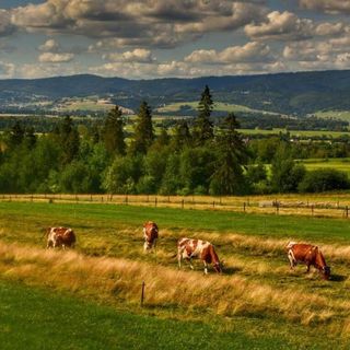 Domek u Zbyszka Groń (4)