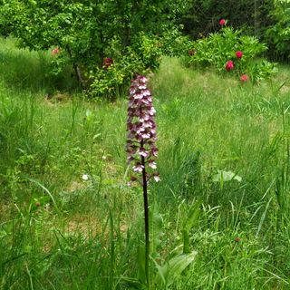 Kosbor Kuckó Kismaros (2)