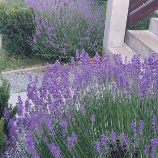 Mónika Vendégház Kőszeg (2)