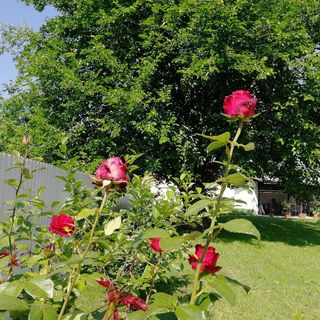 Zsuzsanna Vendégház Gyomaendrőd (4)