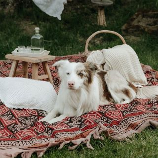 Szederinda Vendégház Noszvaj (4)