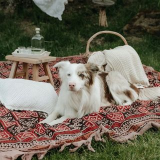 Szederinda Vendégház Noszvaj (4)