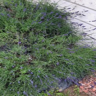 Rodis Apartament Ustrzyki Dolne (4)