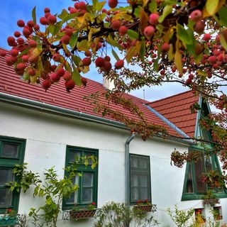 Zöld Kapu Vendégház Kőszegdoroszló (3)