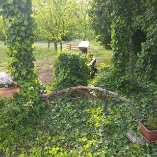 Barackos Vendégház Szarvas (3)